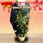 Pohon Jeruk Imlek Large