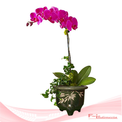 Anggrek Hari Ibu AGHI-002 Anggrek Hari Ibu AGHI-002